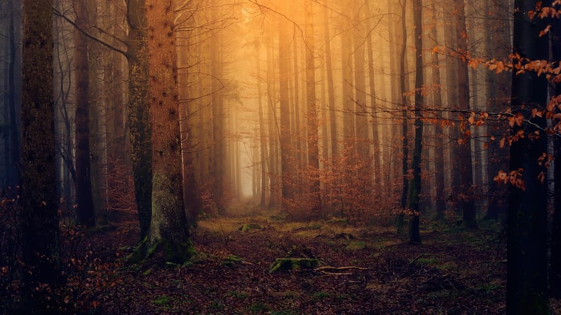 Fairy Tale Forest